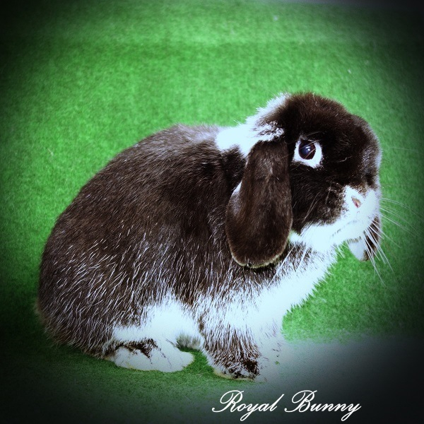 at- B- cchd- D- E- fehér szálkás fekete nyúl william  royal bunny mini kosorrú nyúl 500
