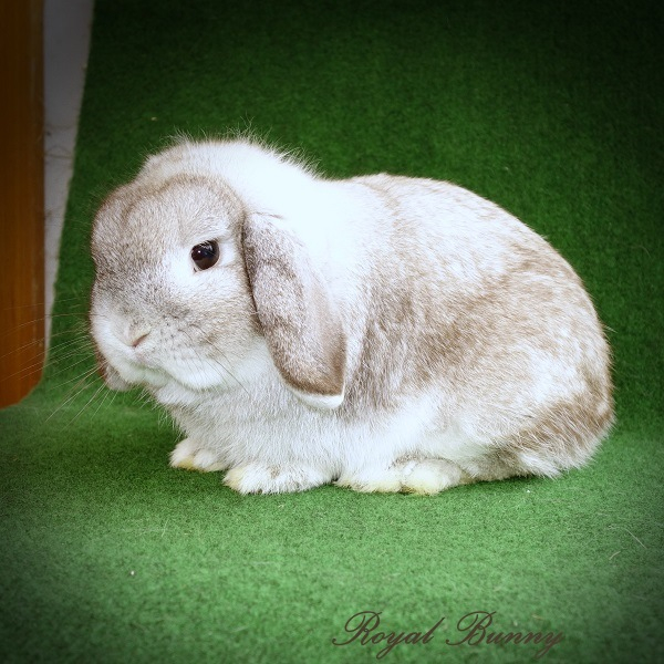 at -B- cchd D- ee fehér szálkás szallander mini kosorrú nyúl royal bunny