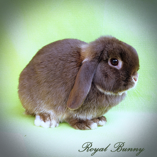 at- bb C-  D- E- havanna vidra mini kosorrú nyúl royal bunny